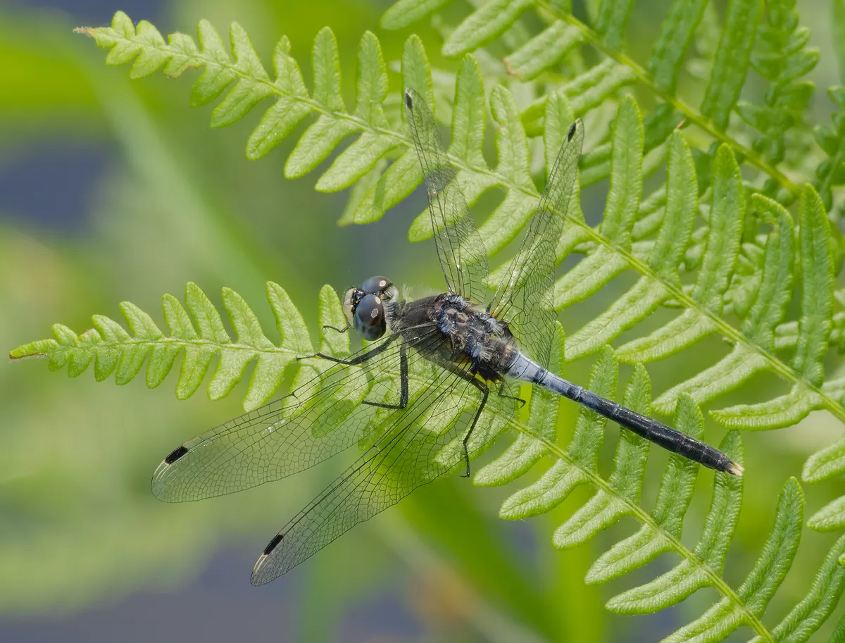 Libélula Cara Blanca Oscura