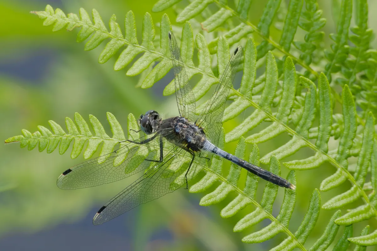 Libélula Cara Blanca Oscura