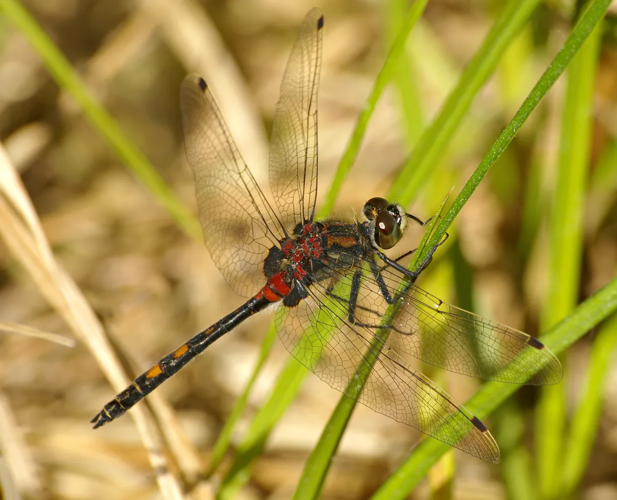 White-faced Darter