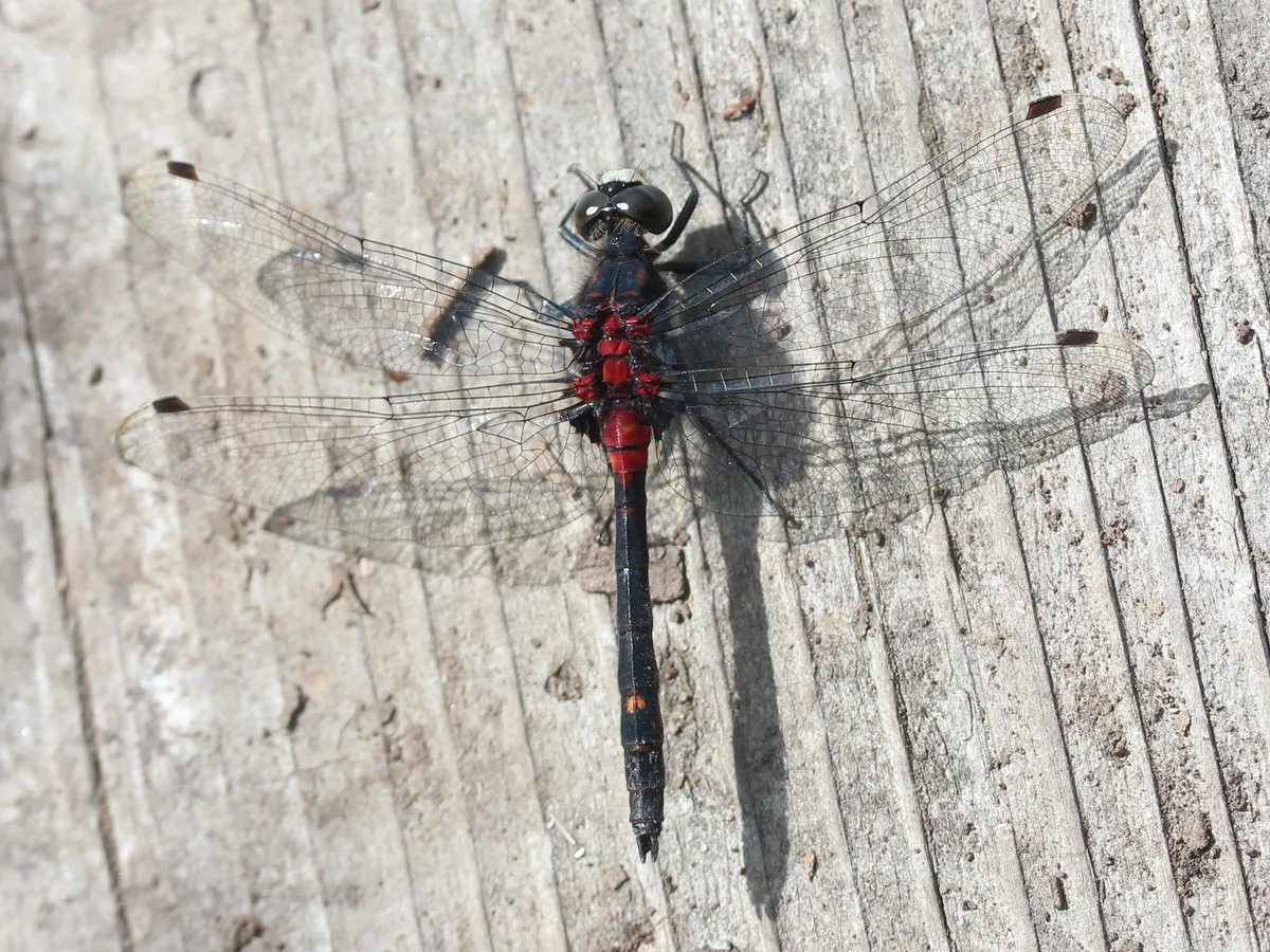 White-faced Darter