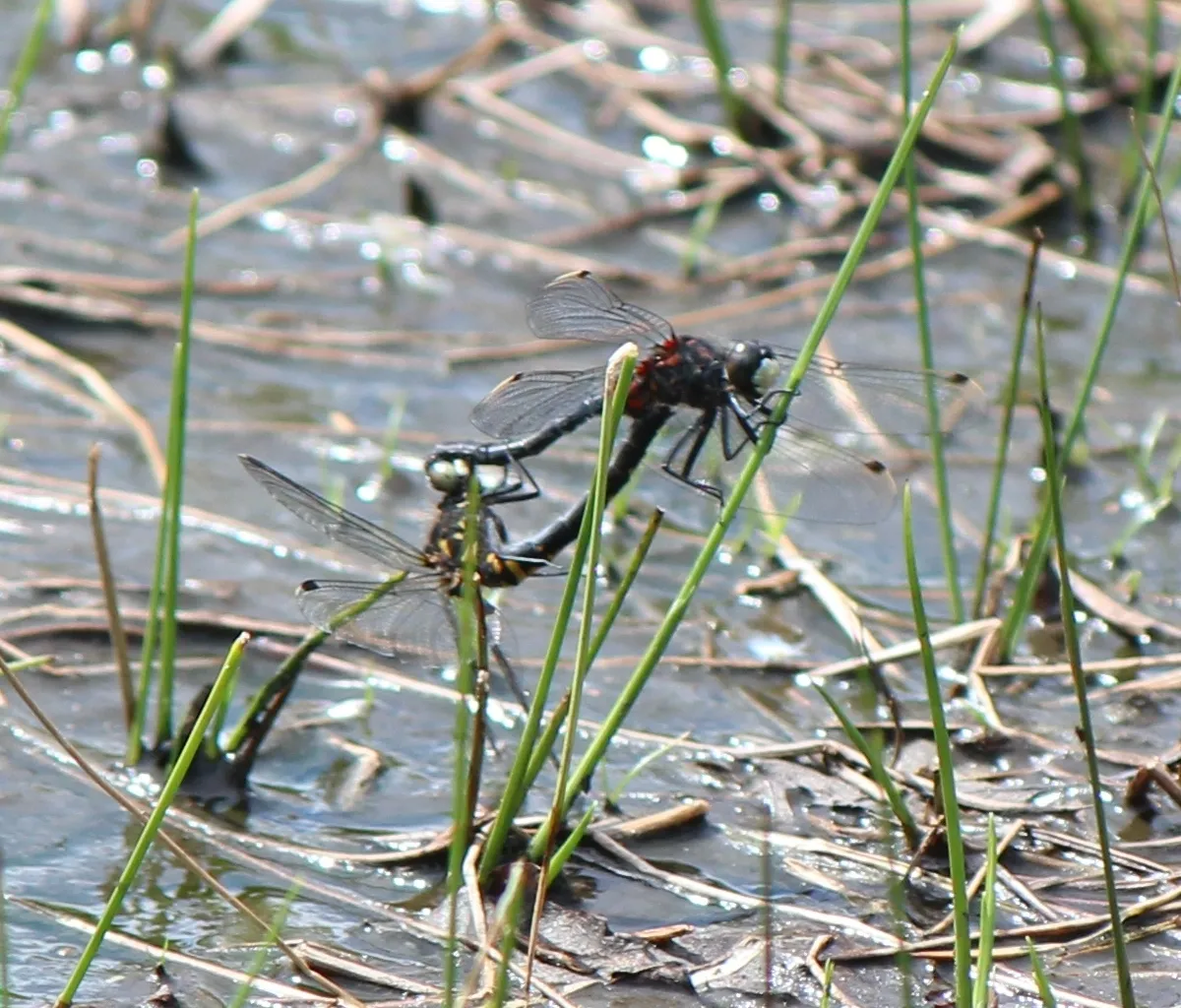 White-faced Darter