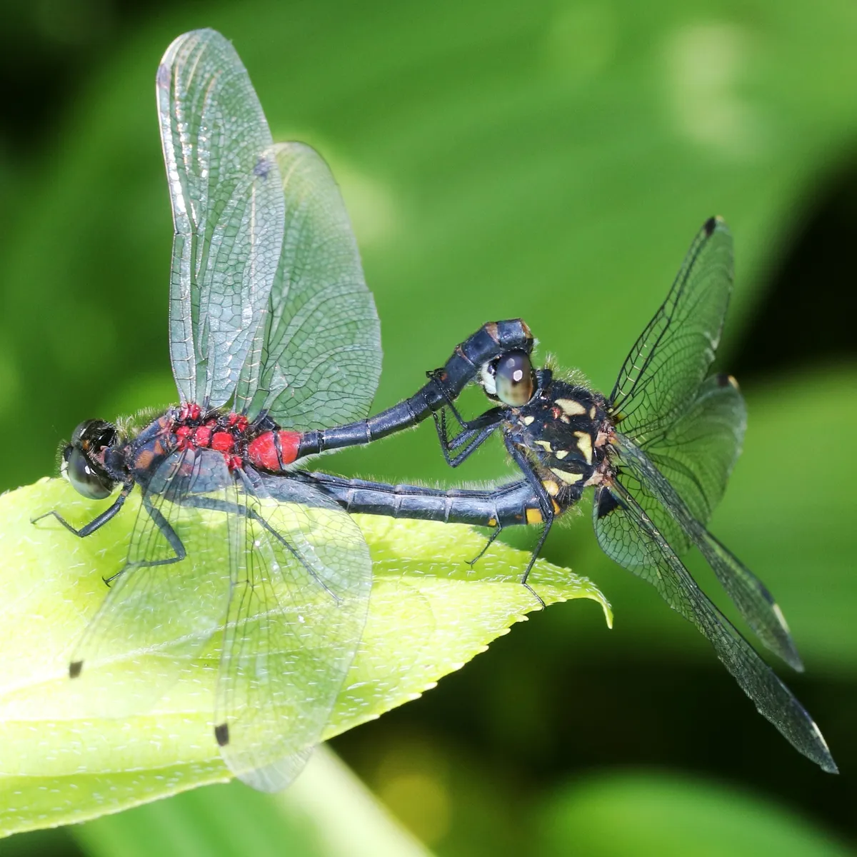 White-faced Darter