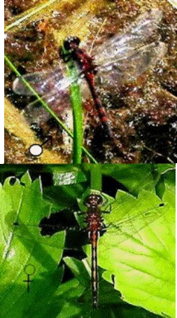 Leucorrhinia hudsonica