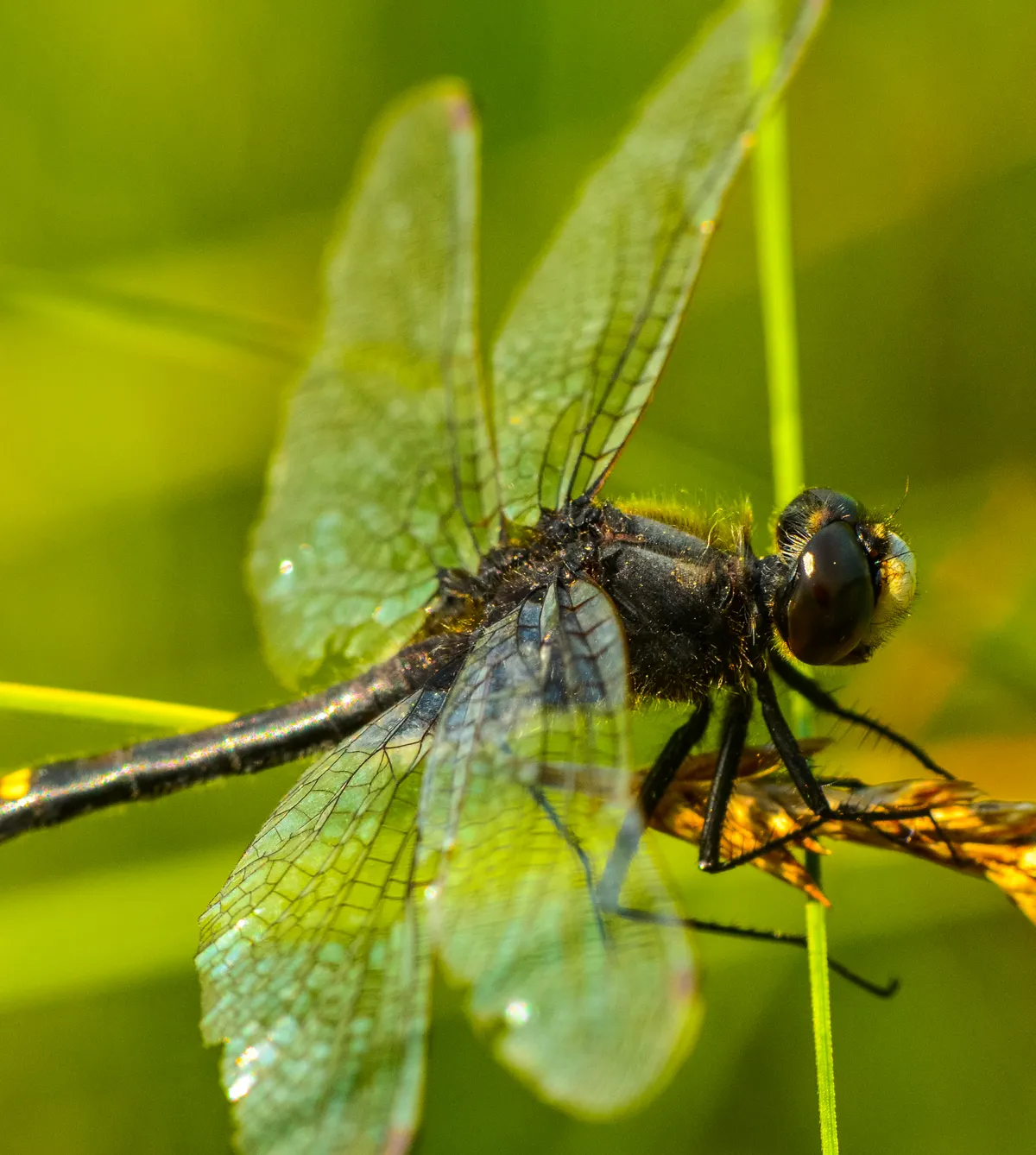 Leucorrhinia intacta