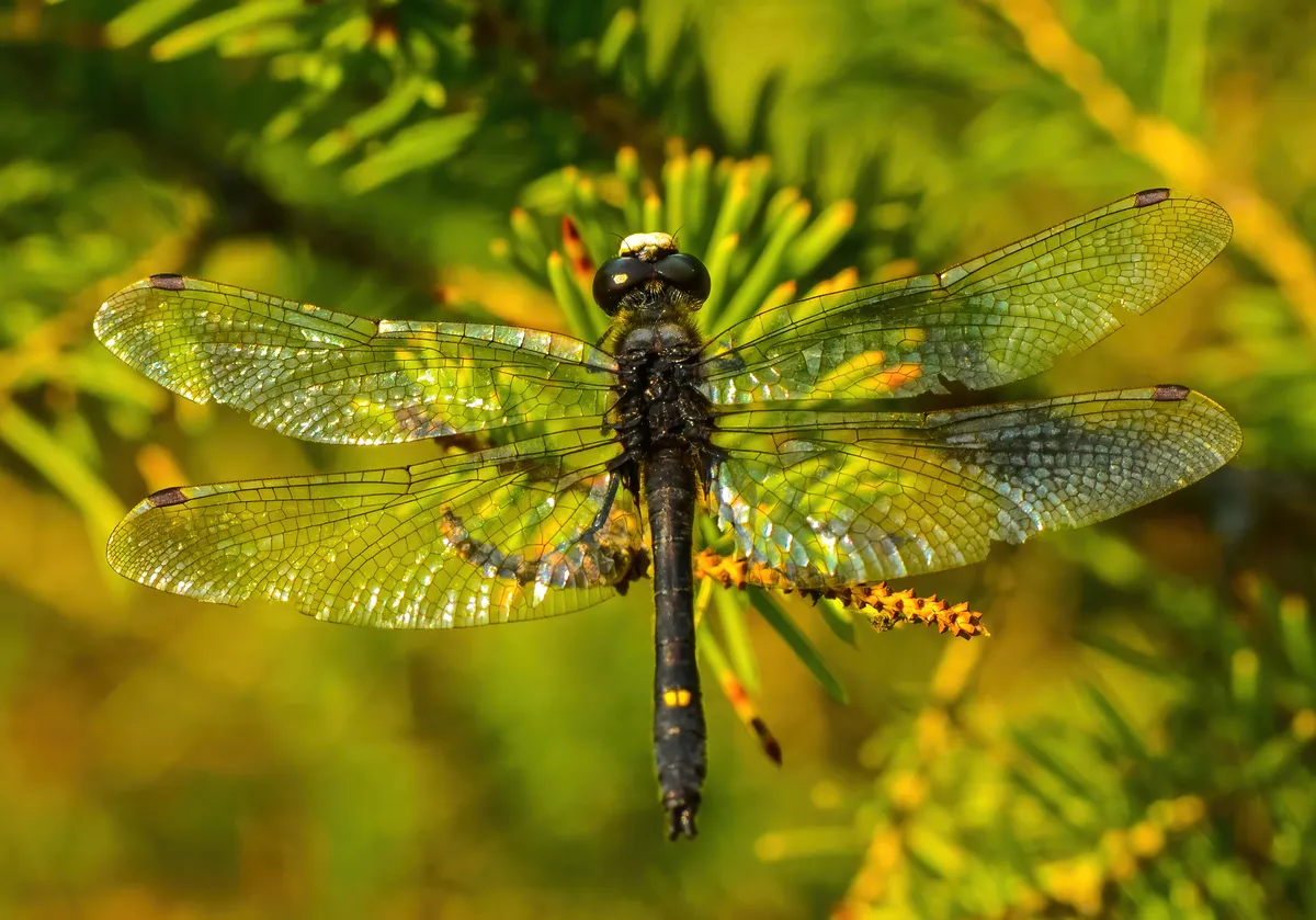 Dot-tailed Whiteface