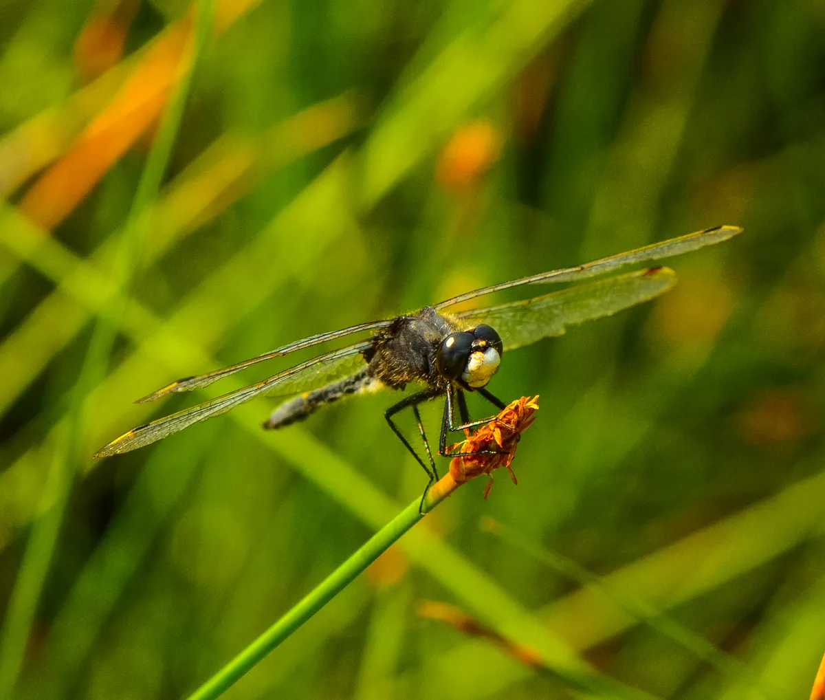 Dot-tailed Whiteface