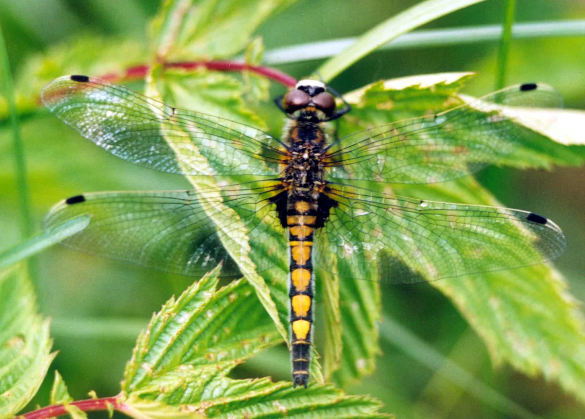 Leucorrhinia pectoralis