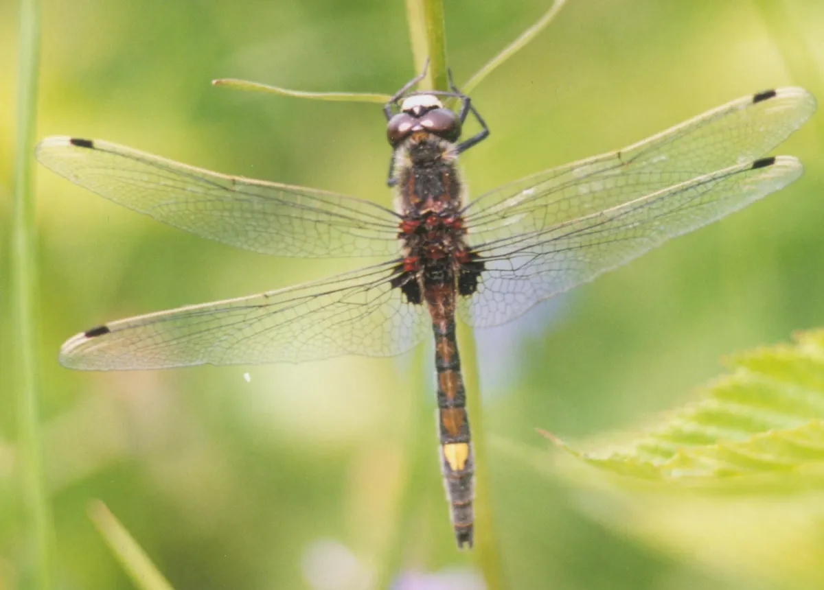 Libélula Grande de Cara Blanca