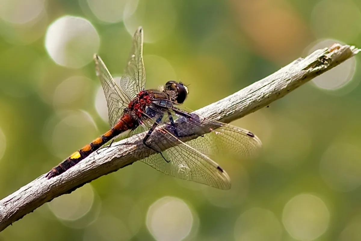 Libélula Grande de Cara Blanca