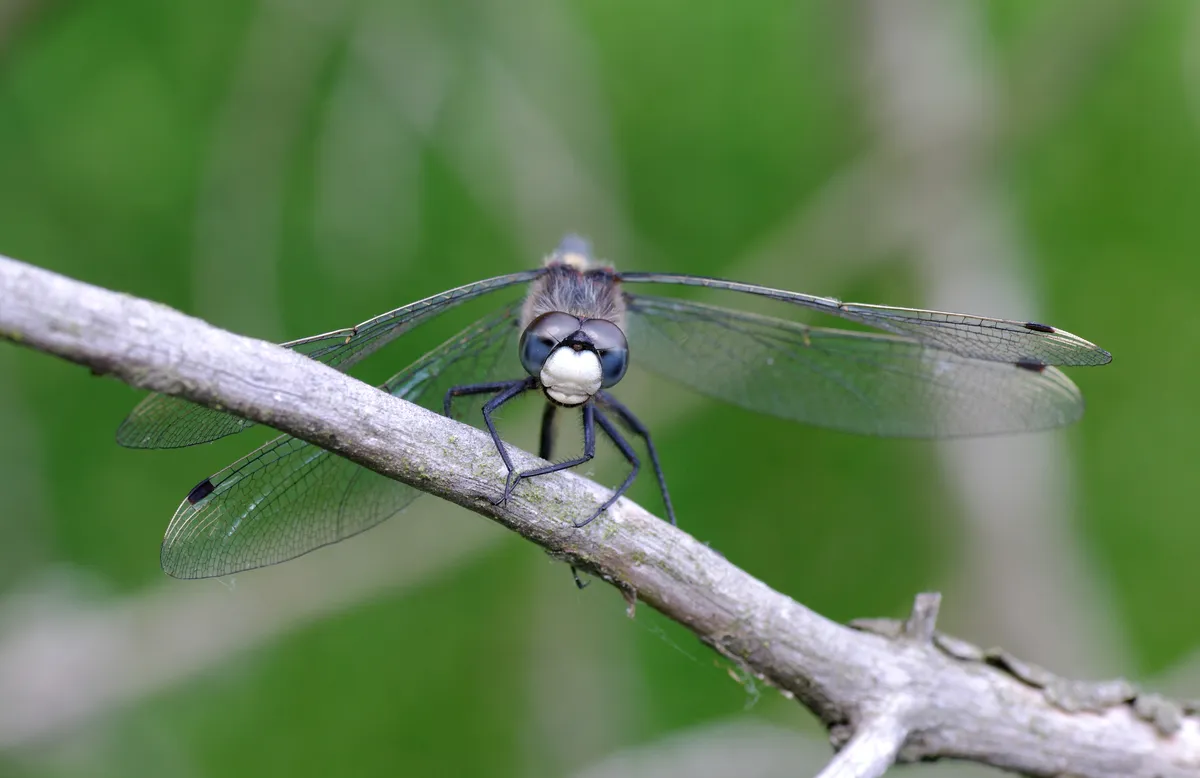 Libélula Grande de Cara Blanca