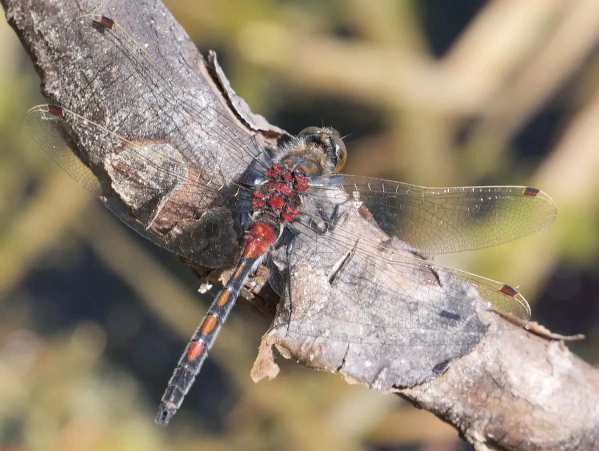 Leucorrhinia rubicunda