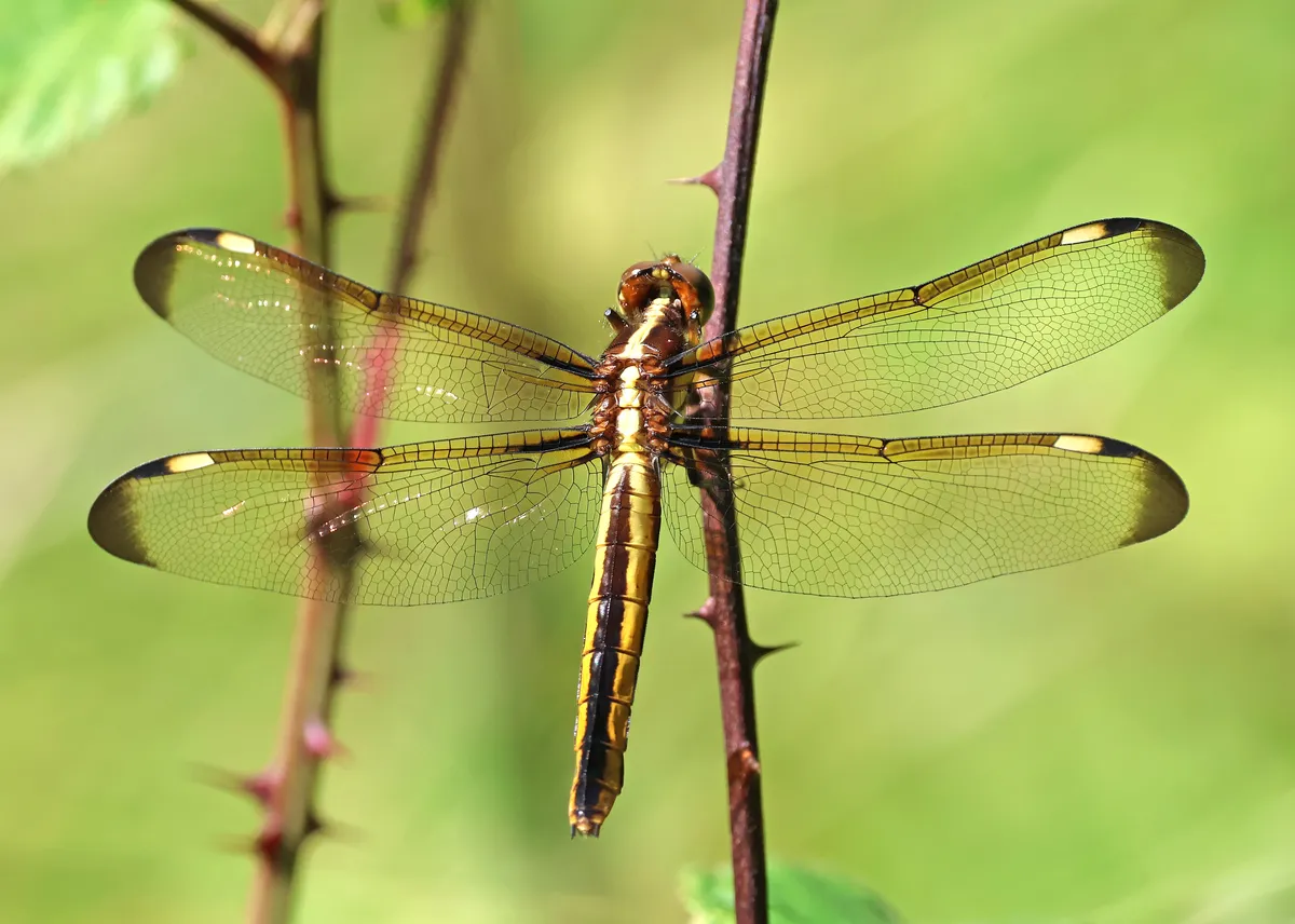 Libellula cyanea