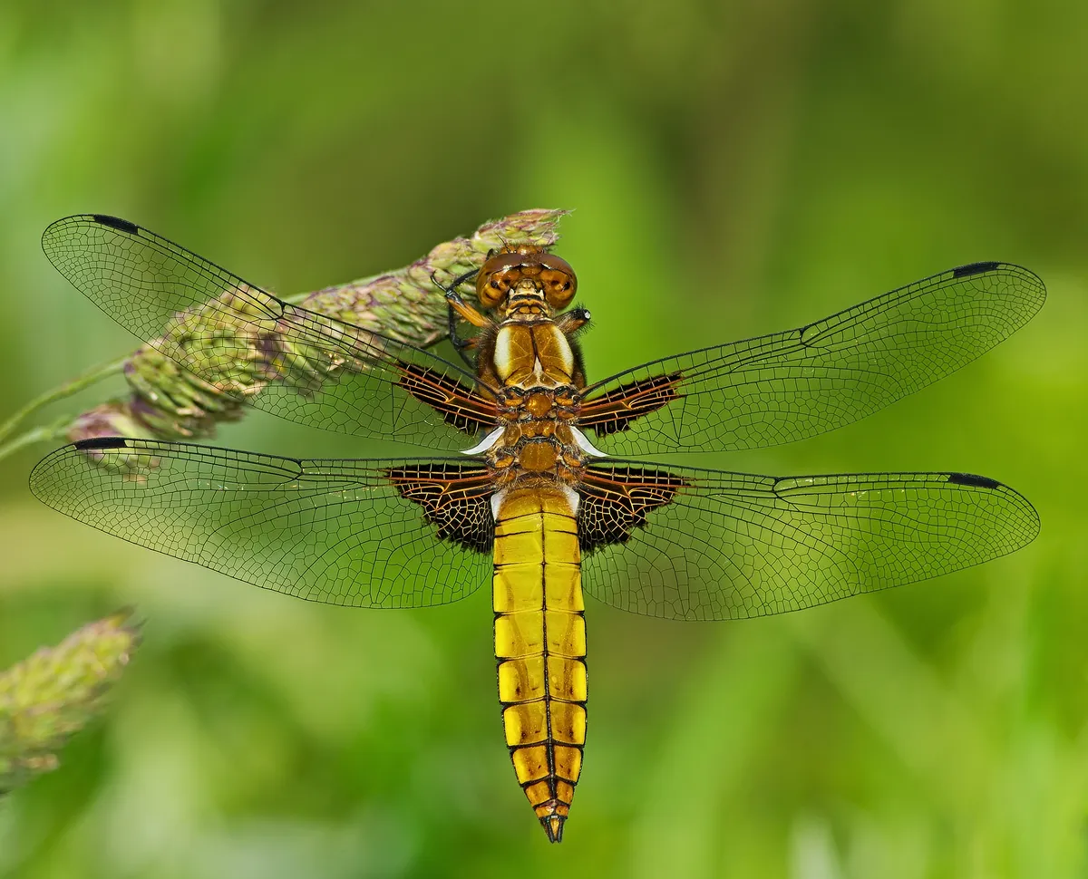 Libélula de Cuerpo Ancho