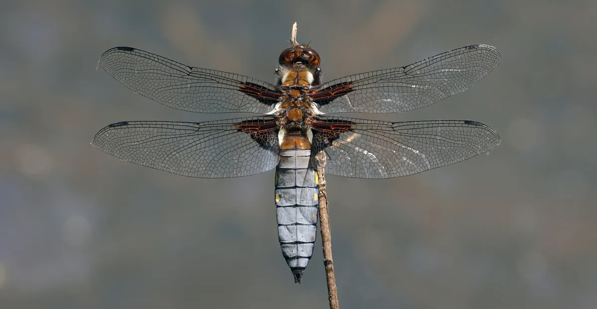 Libélula de Cuerpo Ancho