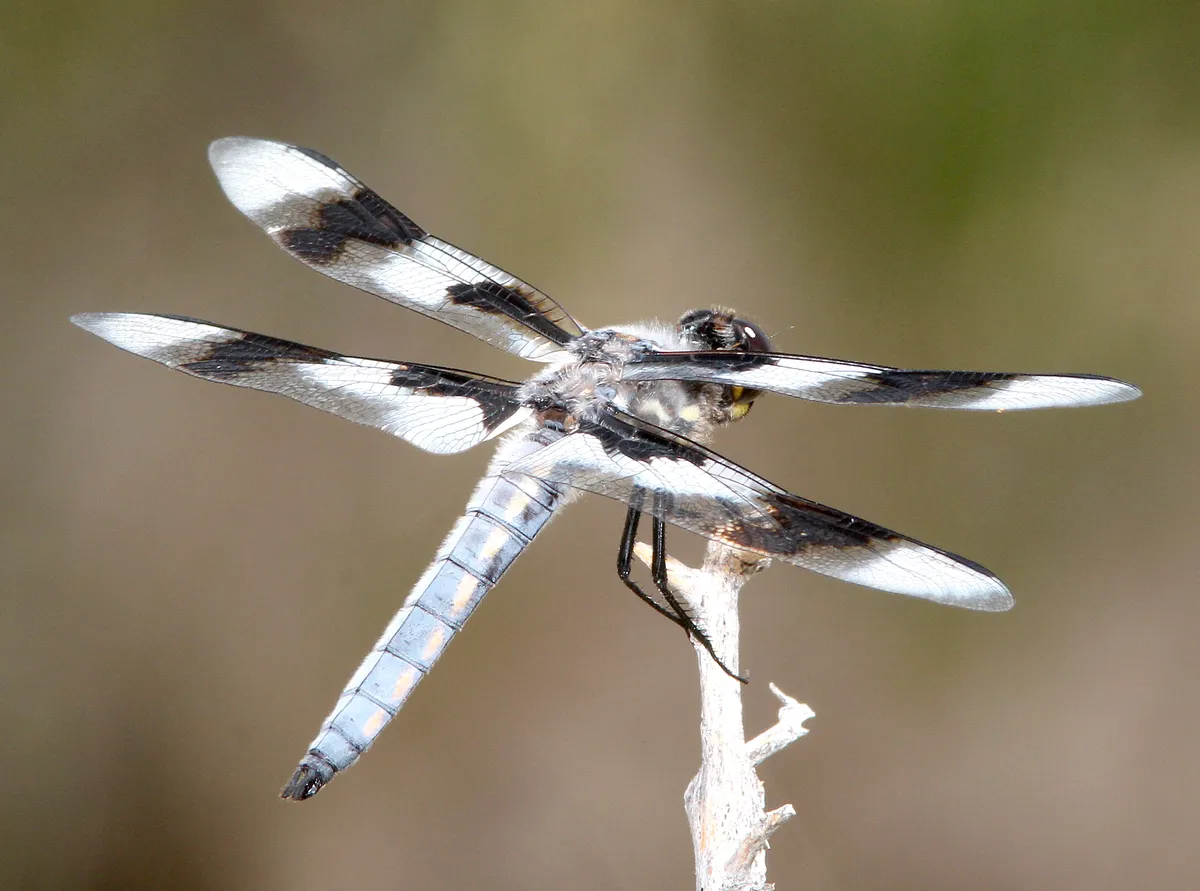 Libellula forensis