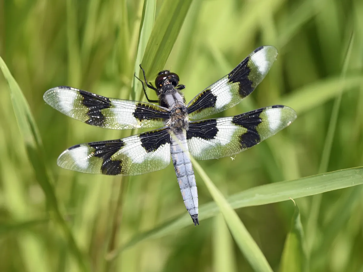 Libélula de Ocho Puntos