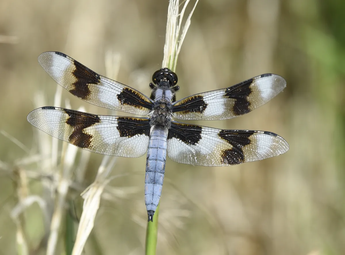 Libélula de Ocho Puntos