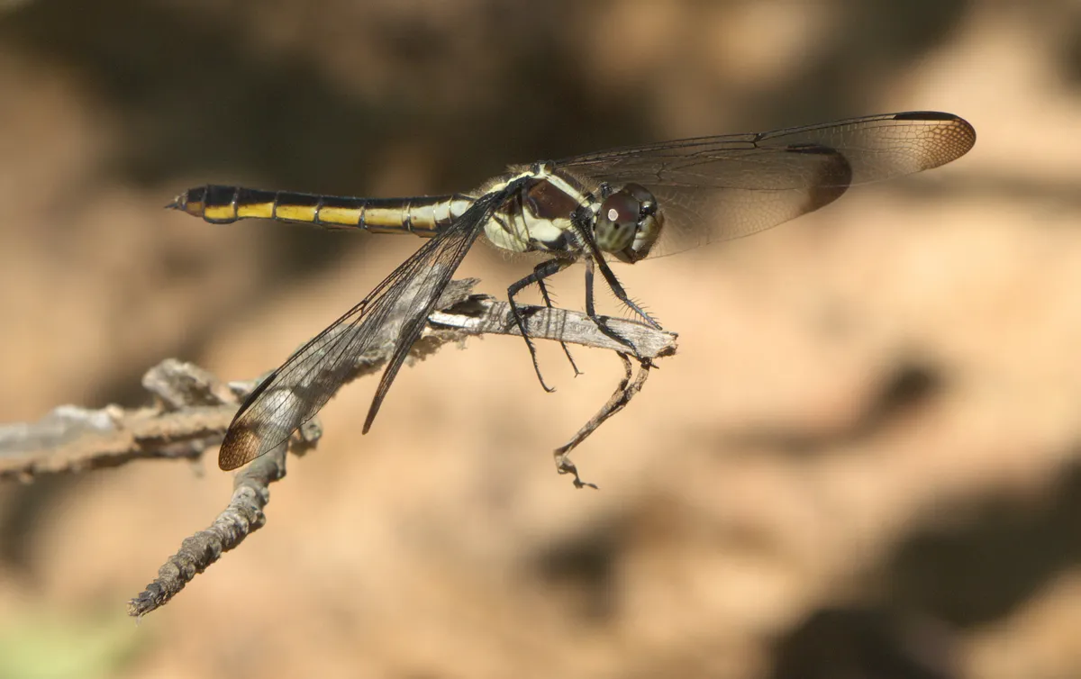 Libélula Gris Pizarra