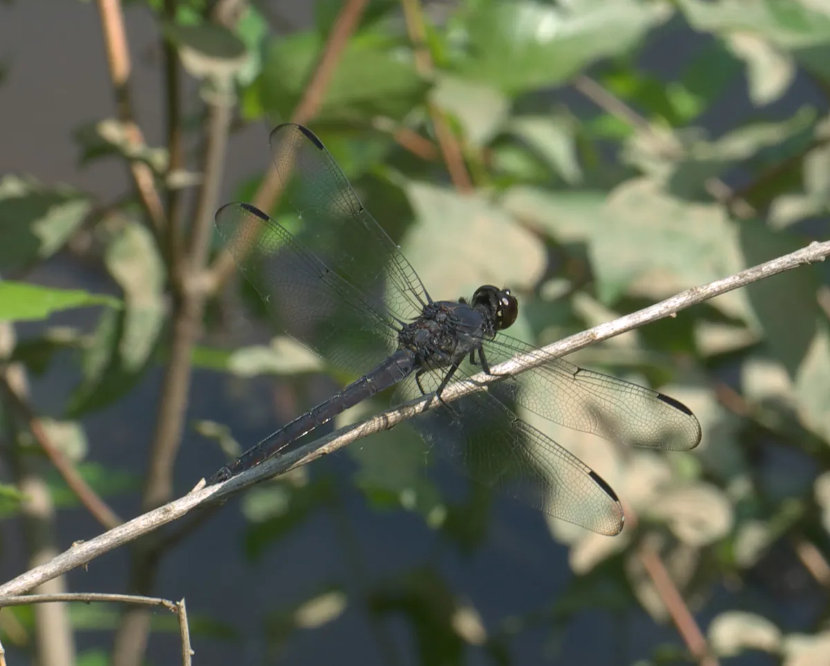 Libélula Gris Pizarra