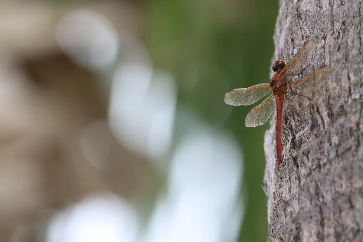 Needham's Skimmer