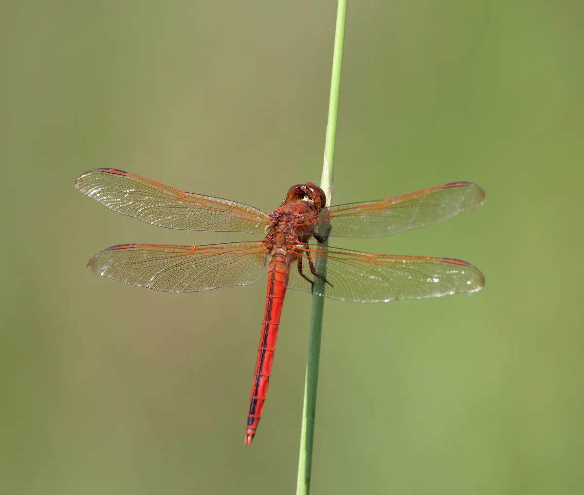 Needham's Skimmer