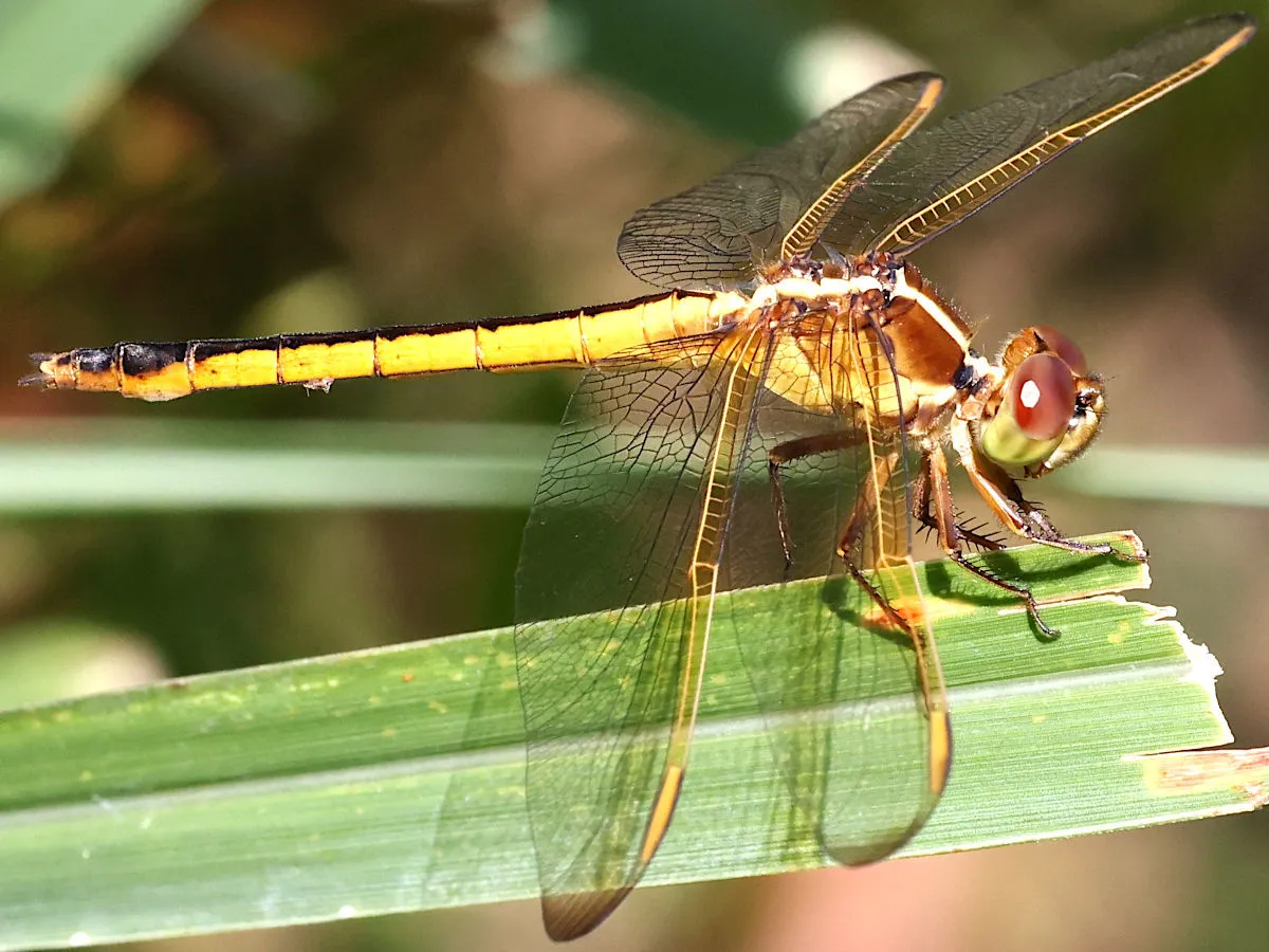 Needham's Skimmer