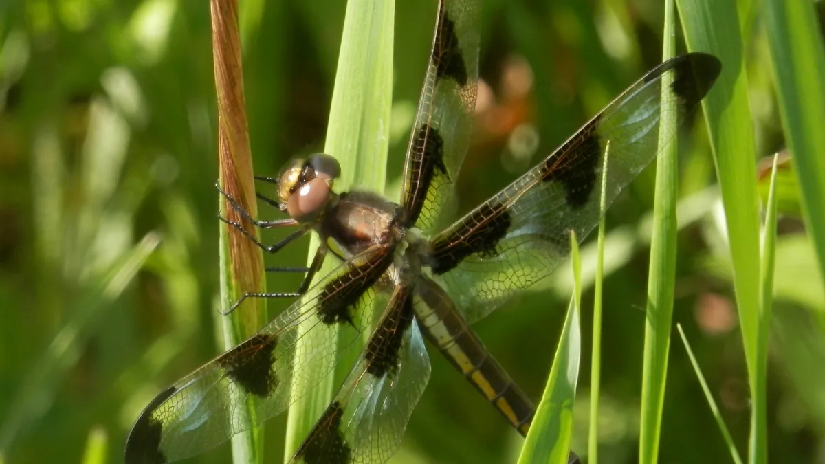 Libélula de Doce Manchas