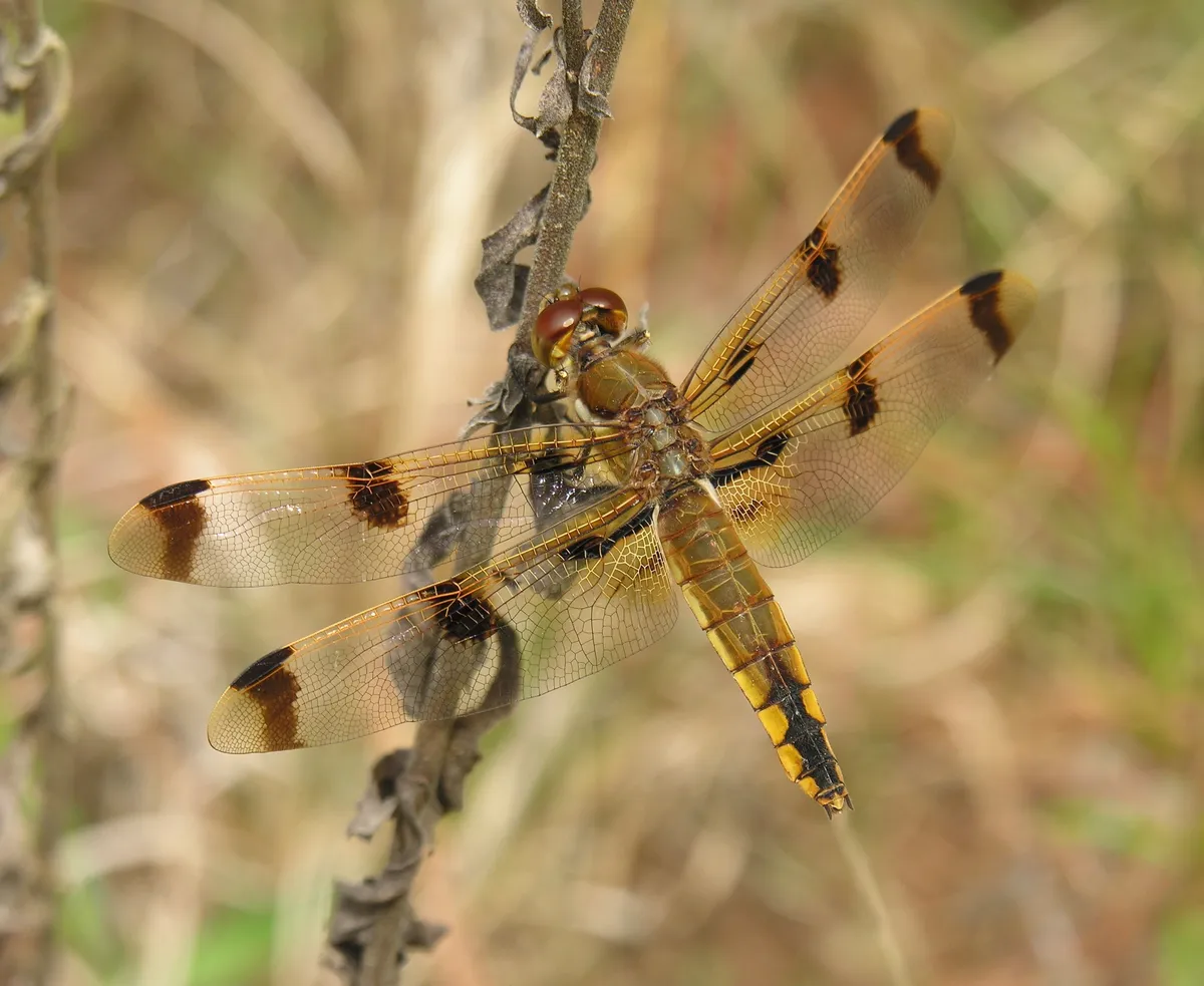 Painted Skimmer