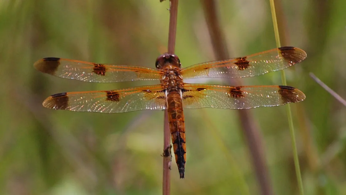 Painted Skimmer