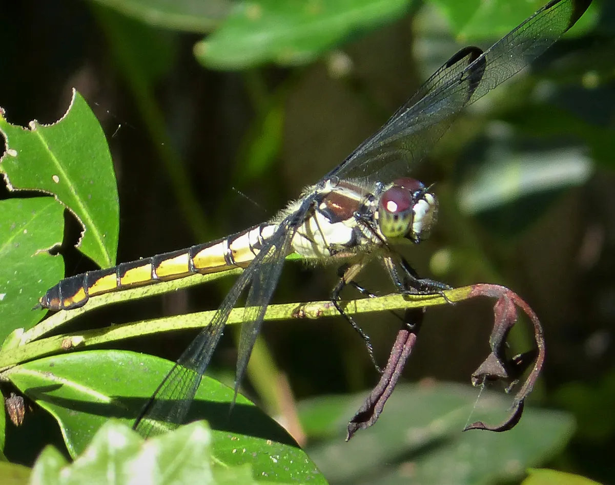 Great Blue Skimmer