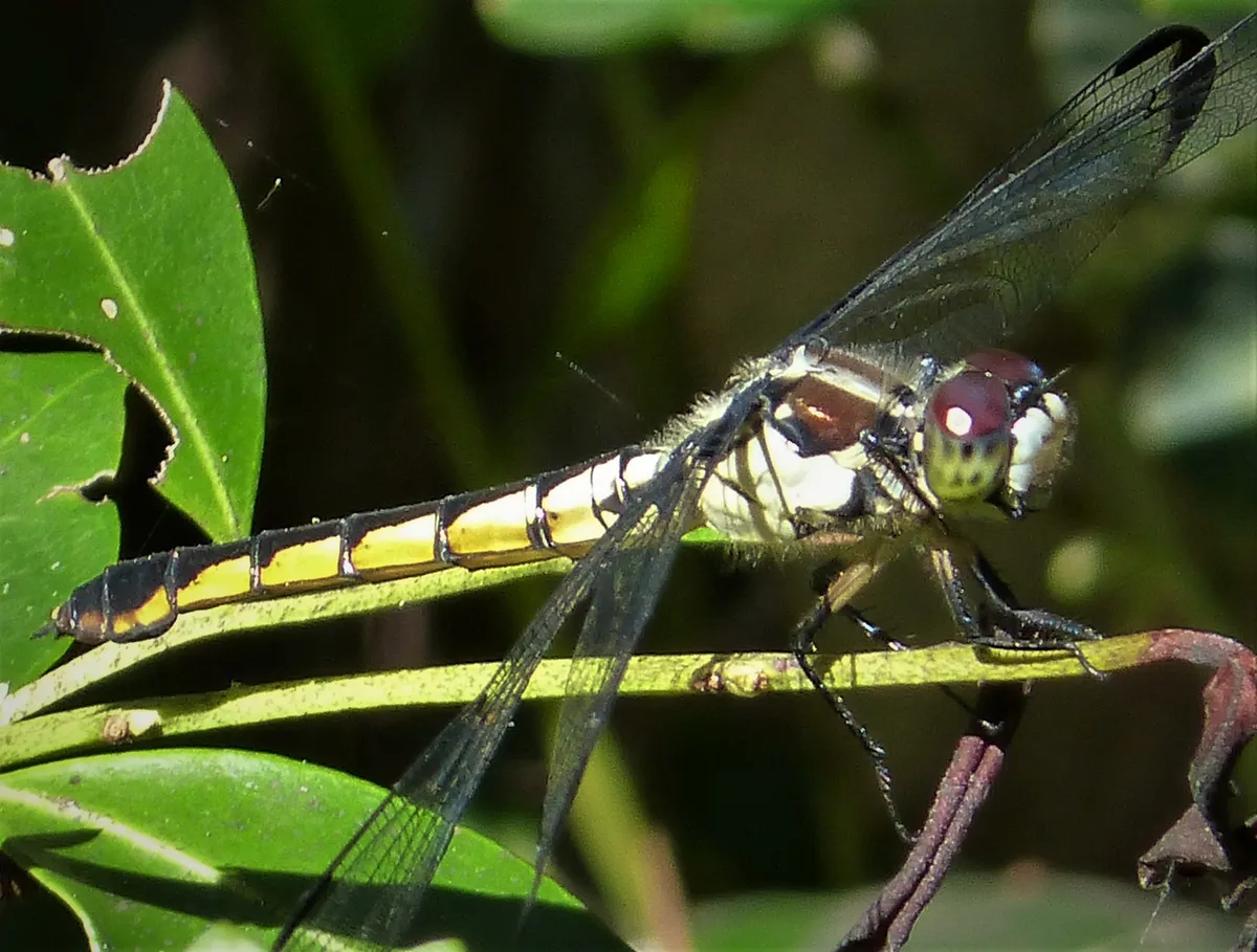 Great Blue Skimmer