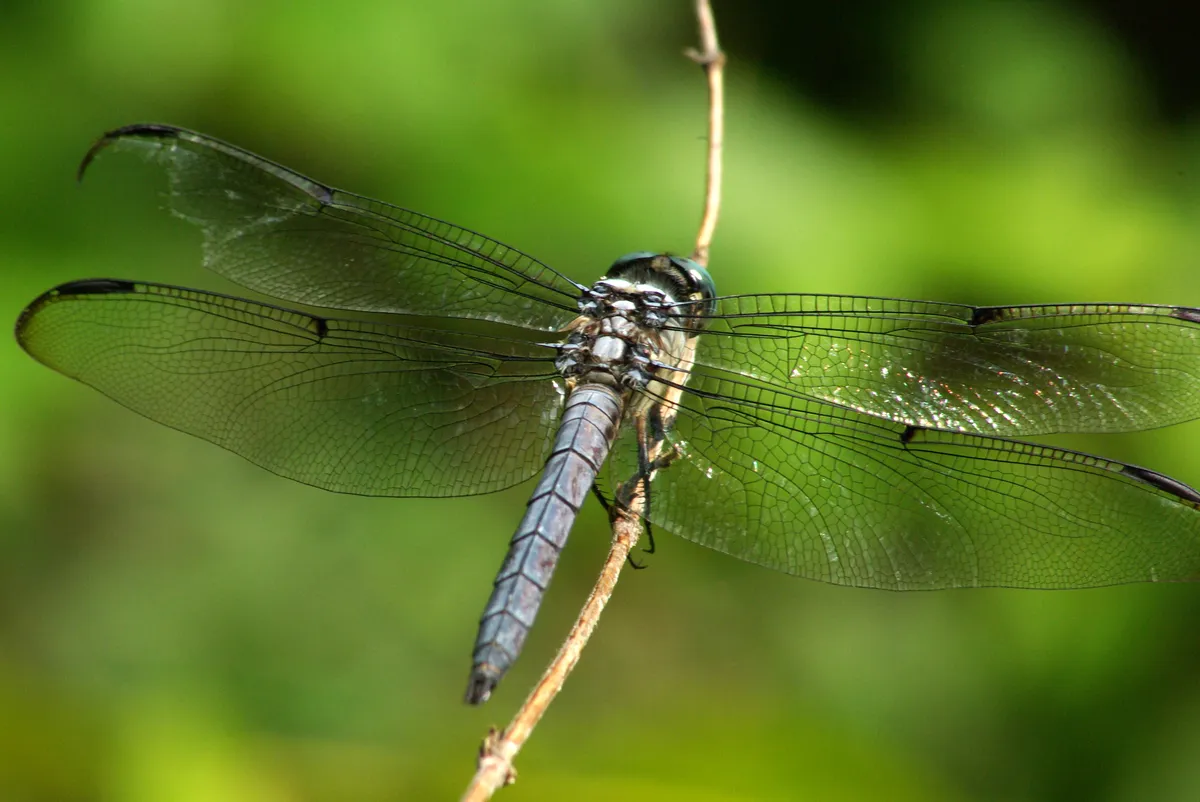 Great Blue Skimmer