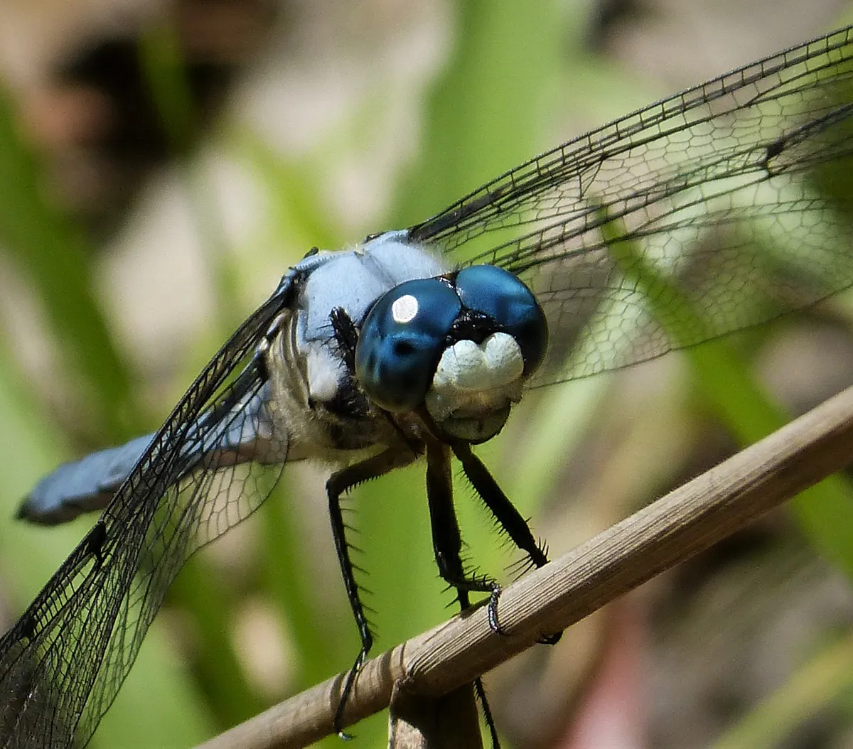 Great Blue Skimmer
