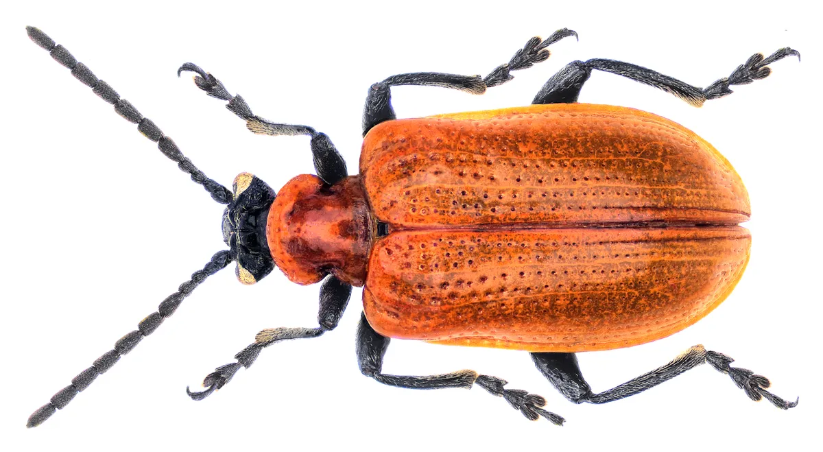 Escarabajo del Lirio