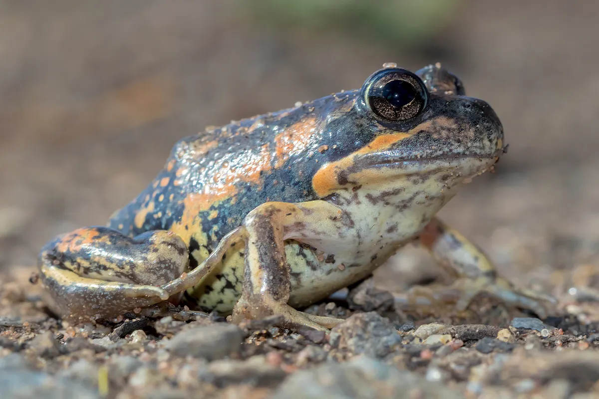Western Banjo Frog