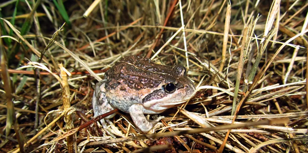Eastern Banjo Frog