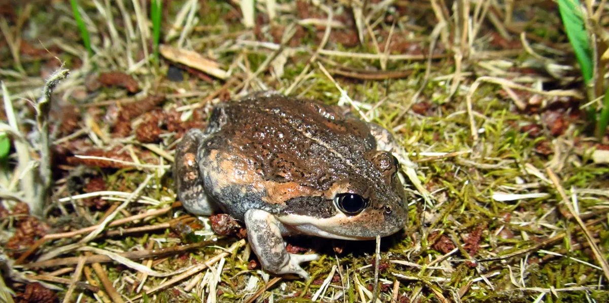 Eastern Banjo Frog