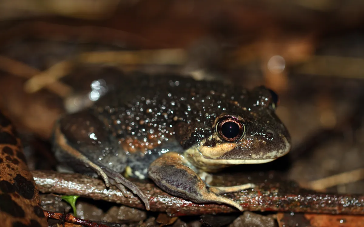 Eastern Banjo Frog