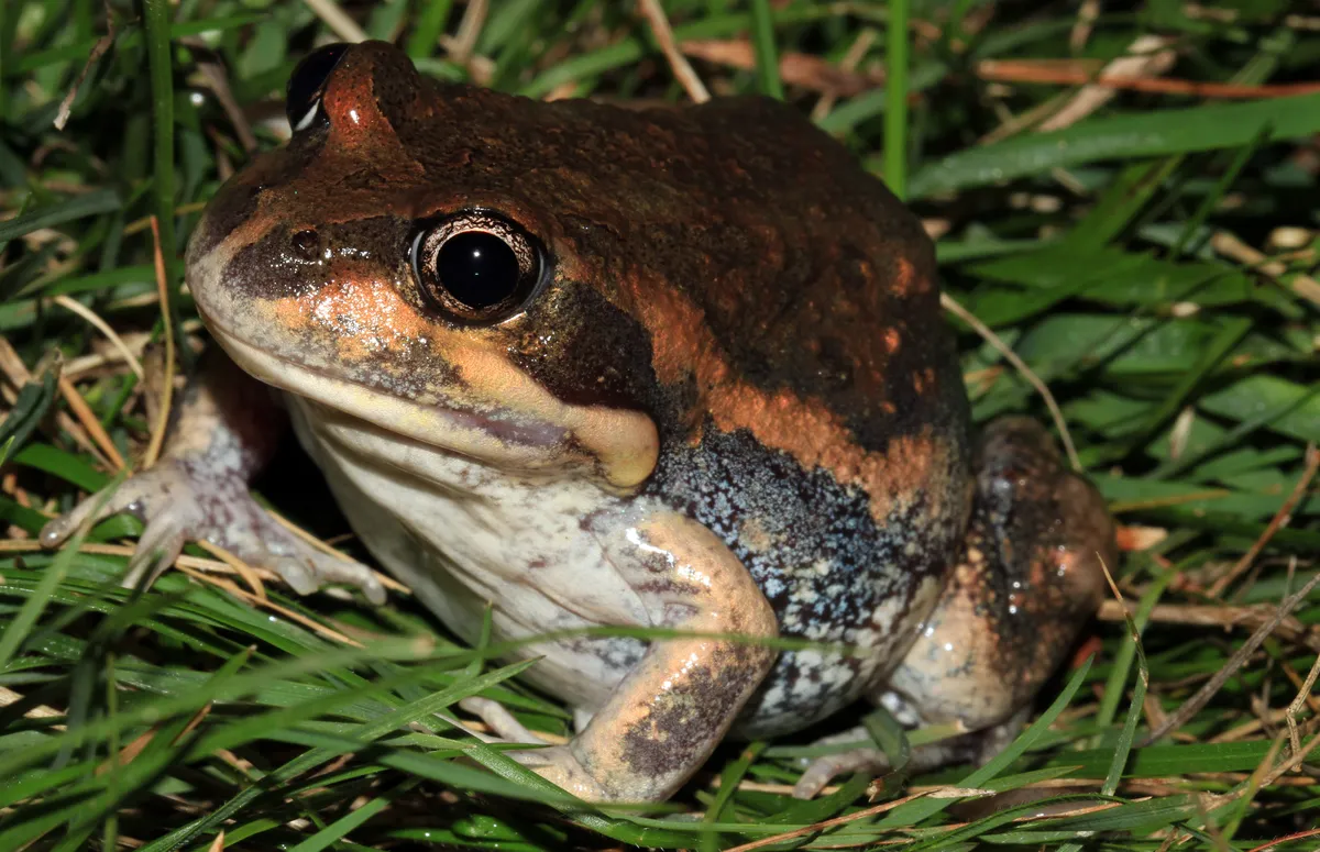 Eastern Banjo Frog