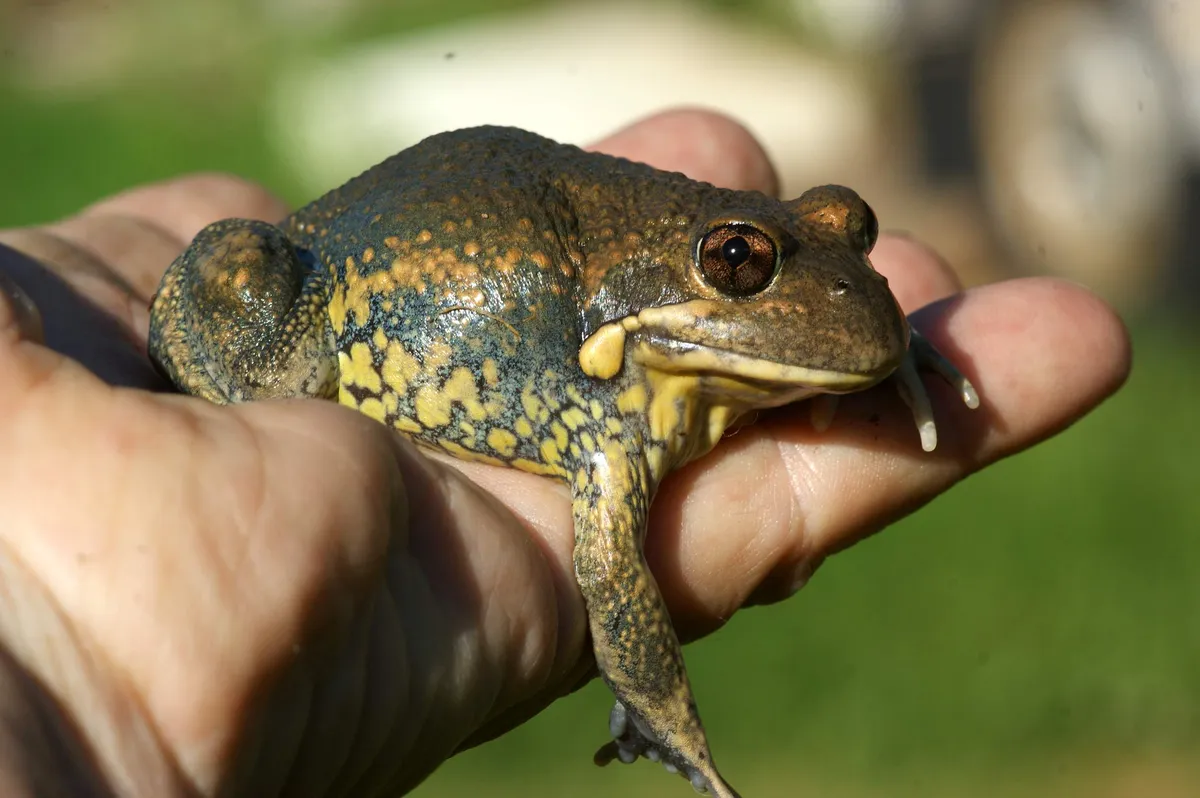 Eastern Banjo Frog