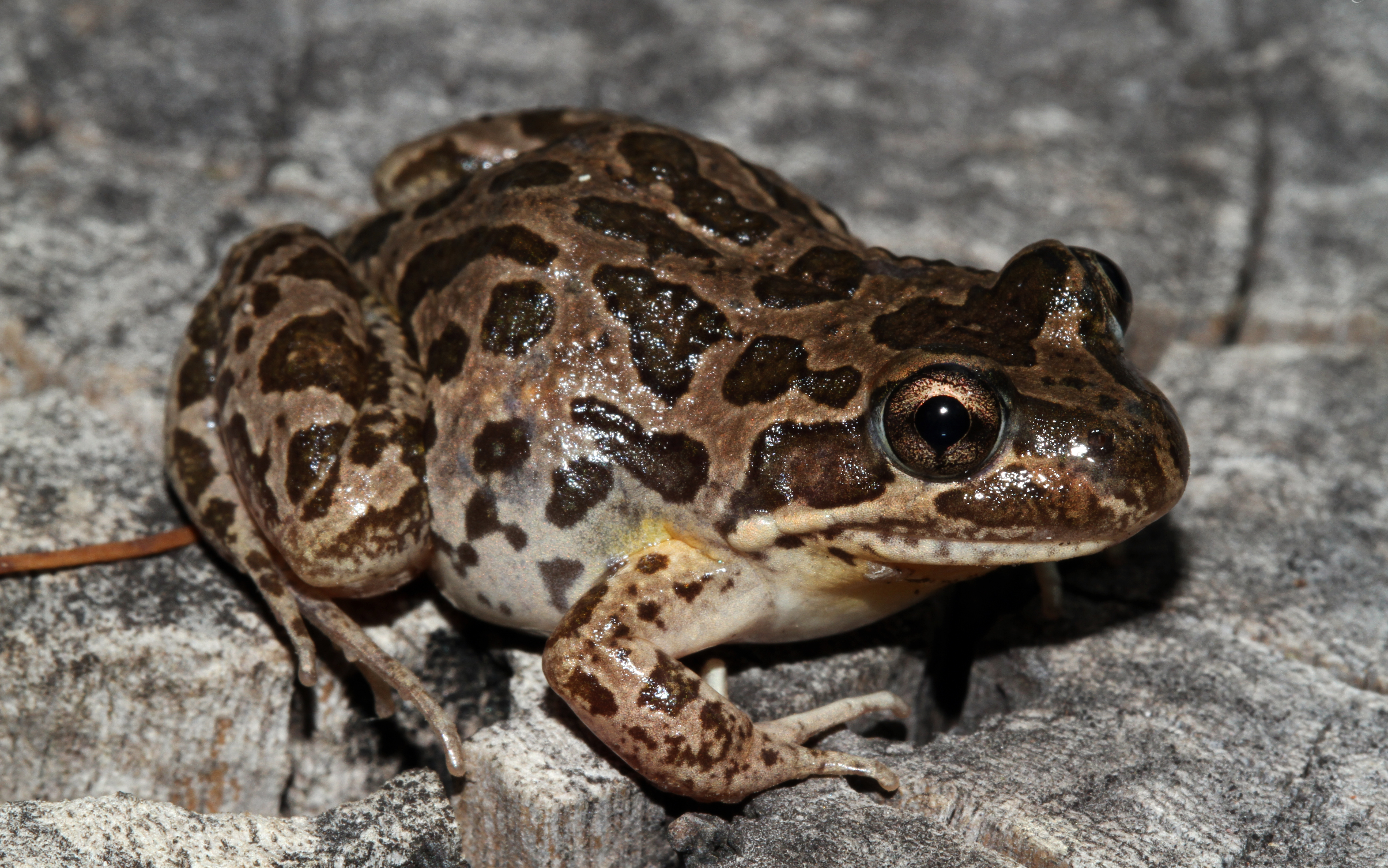 Limnodynastes fletcheri
