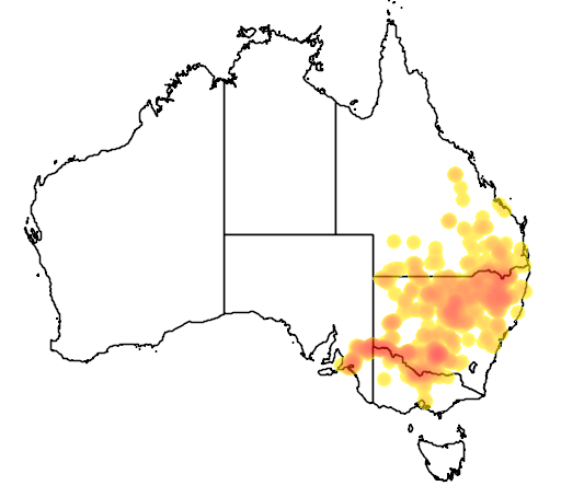 Rana de Pulgar Largo