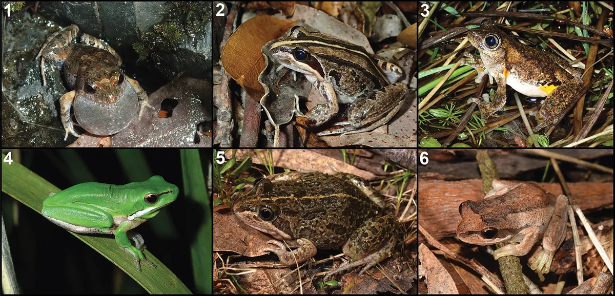 Rana Marsupial Rayada