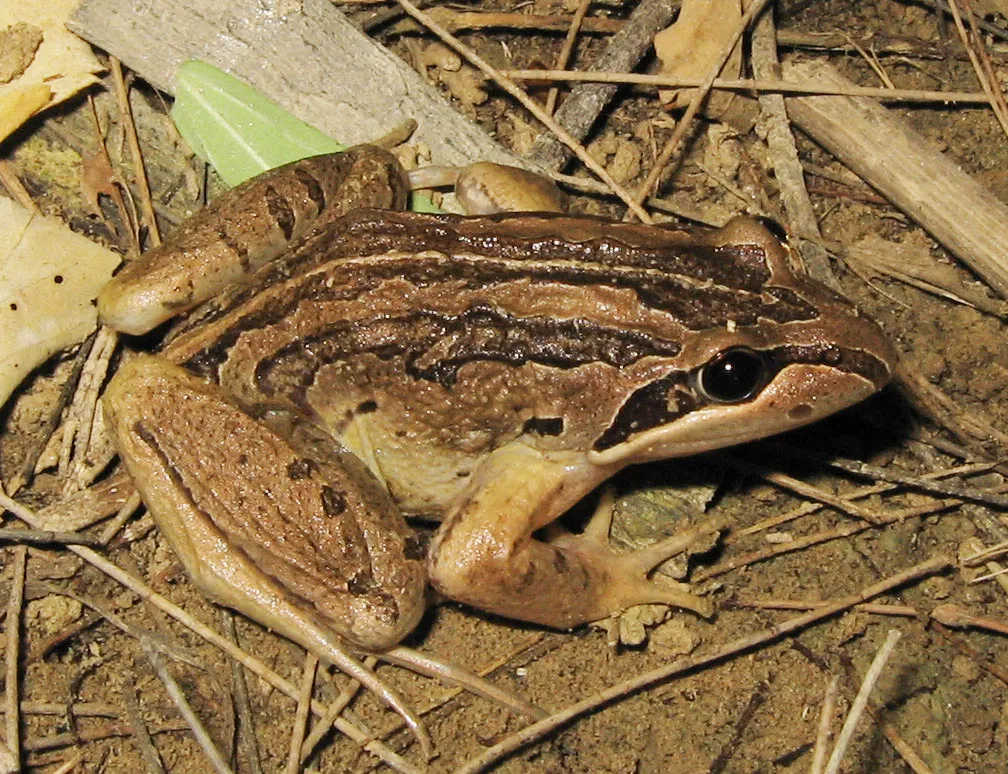 Rana Marsupial Rayada