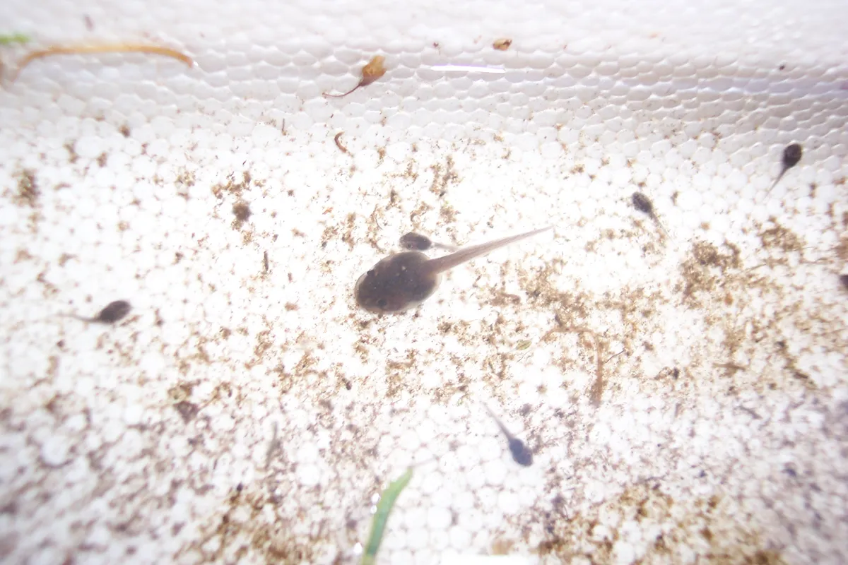 Rana Marsupial Rayada