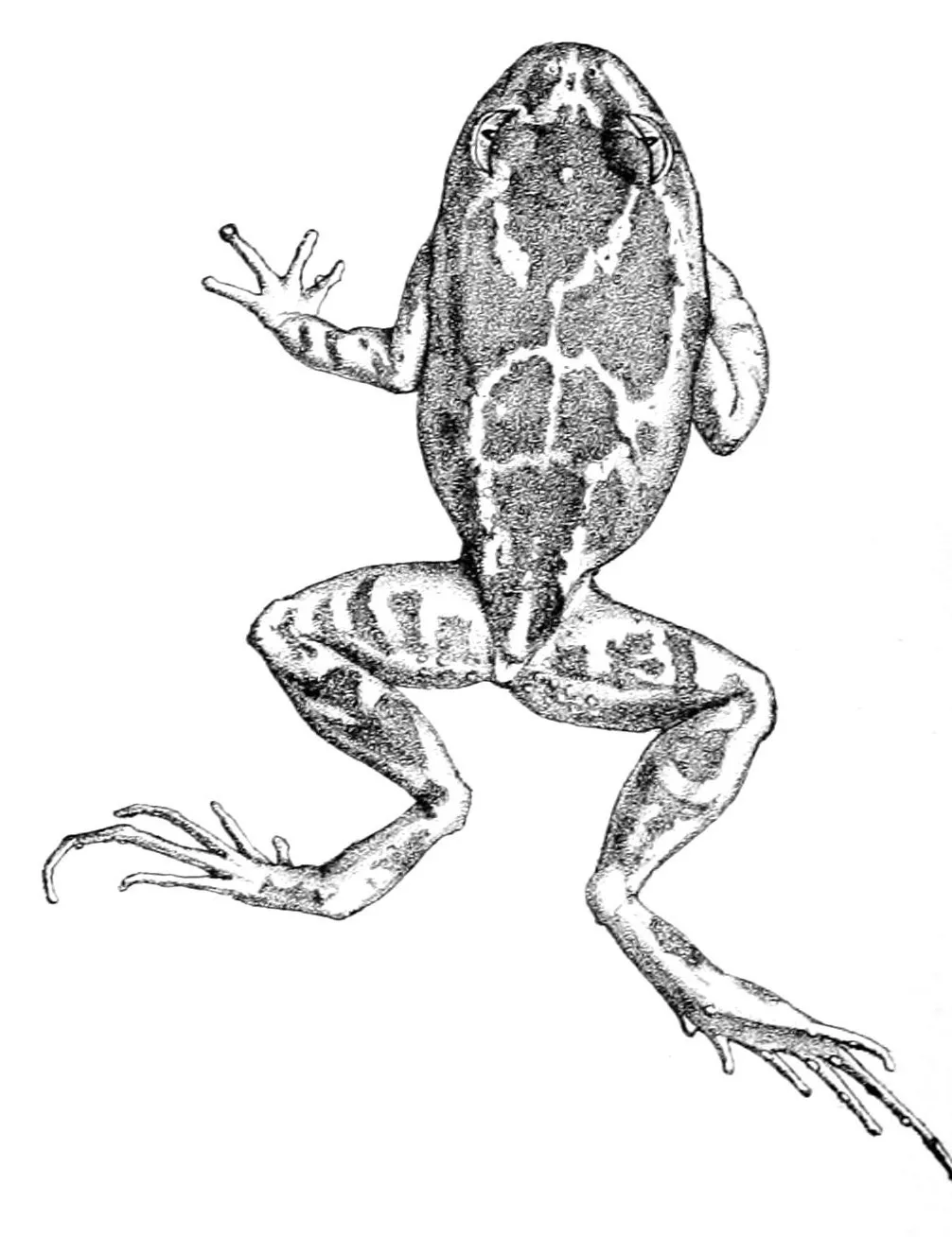 Rana Manchada de Pantano