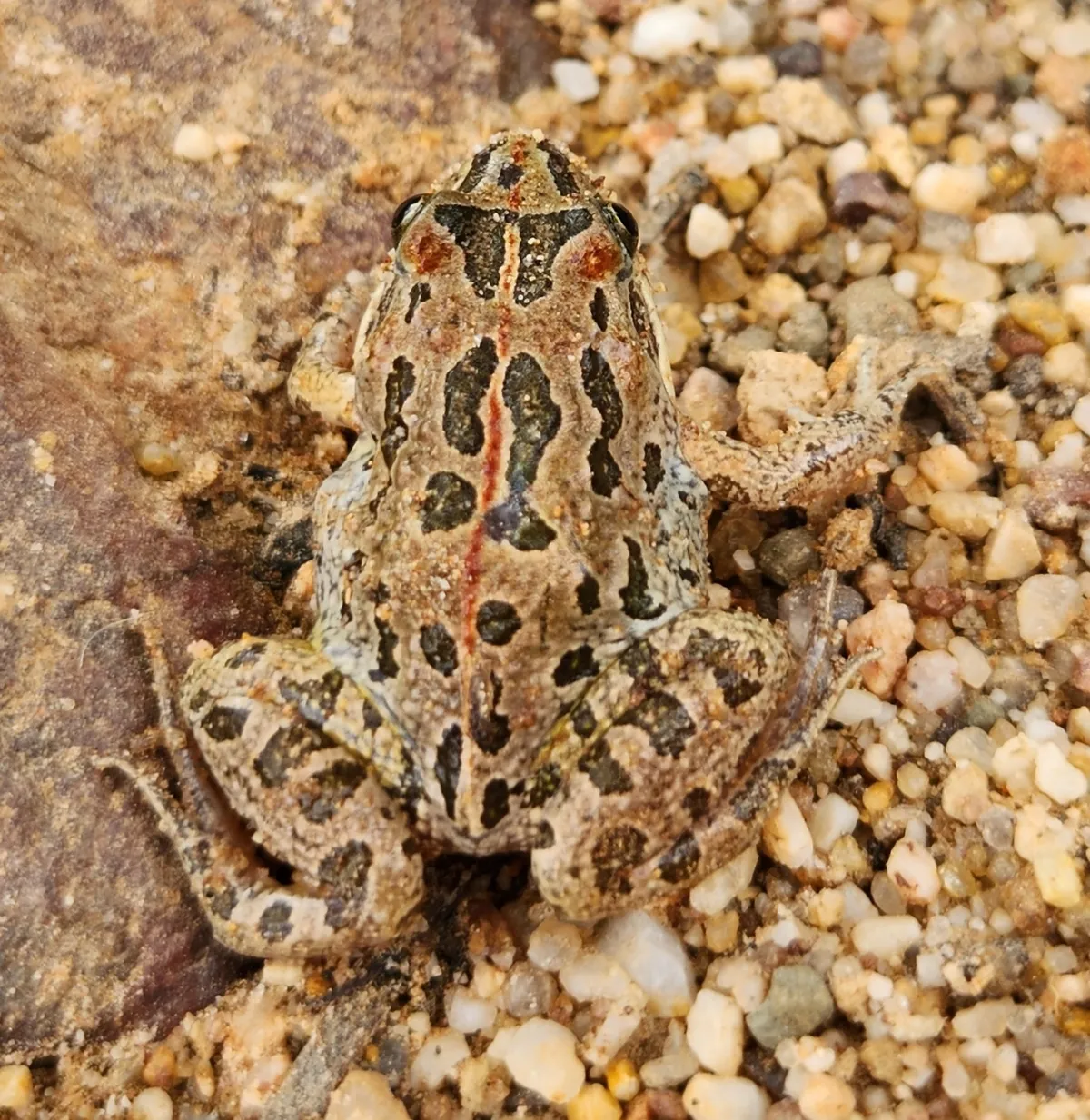 Rana Manchada de Pantano