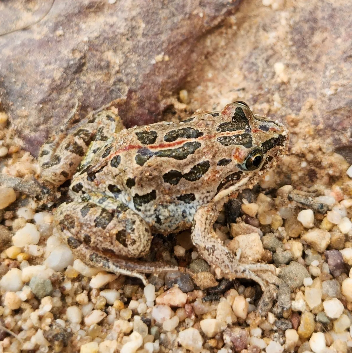 Rana Manchada de Pantano