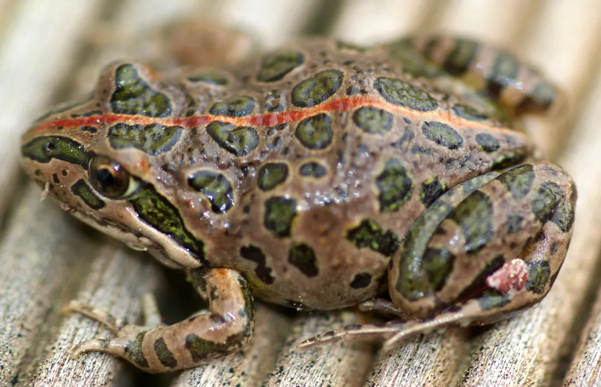 Rana Manchada de Pantano