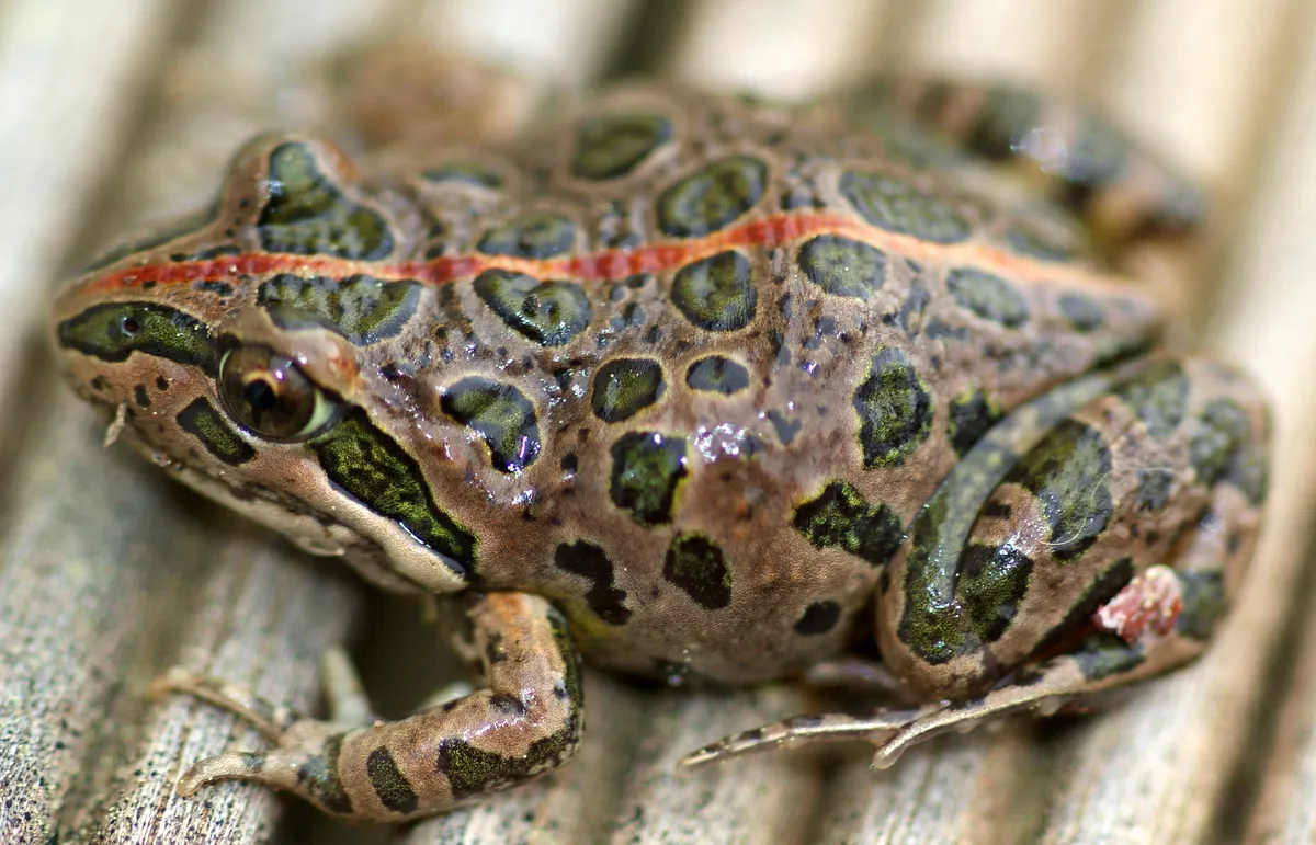 Rana Manchada de Pantano